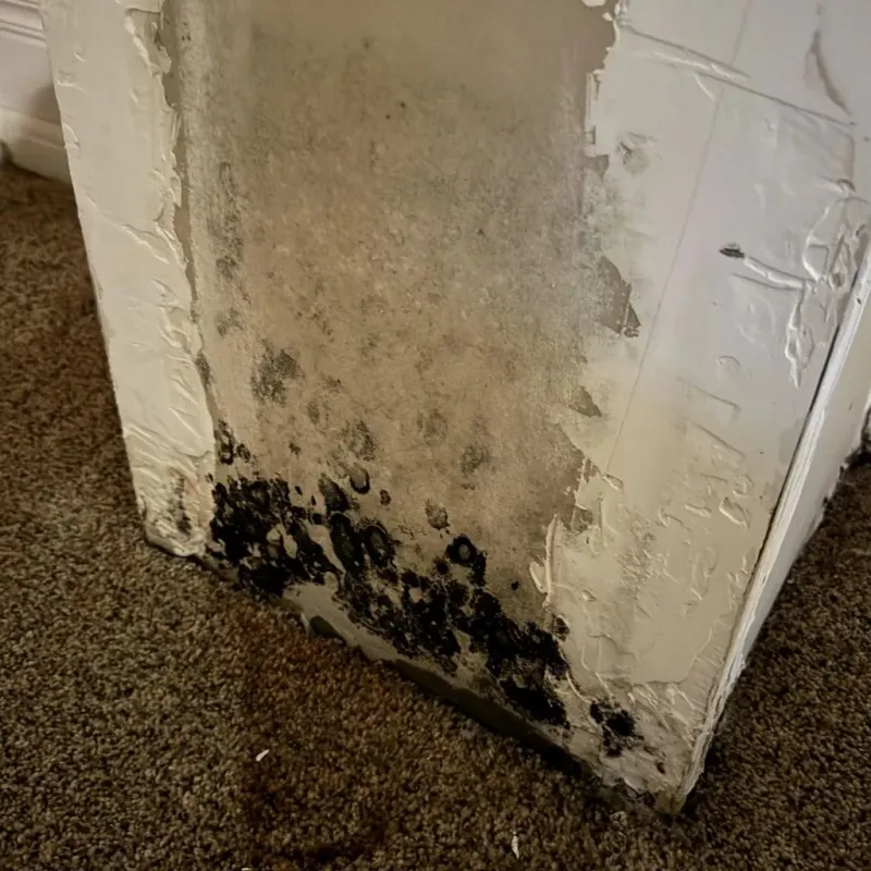 Professional Mold Removal in Newark, CA